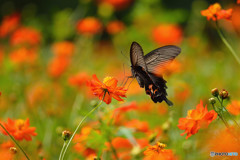 キバナコスモスに