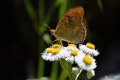 ハルジオンにクモガタヒョウモン