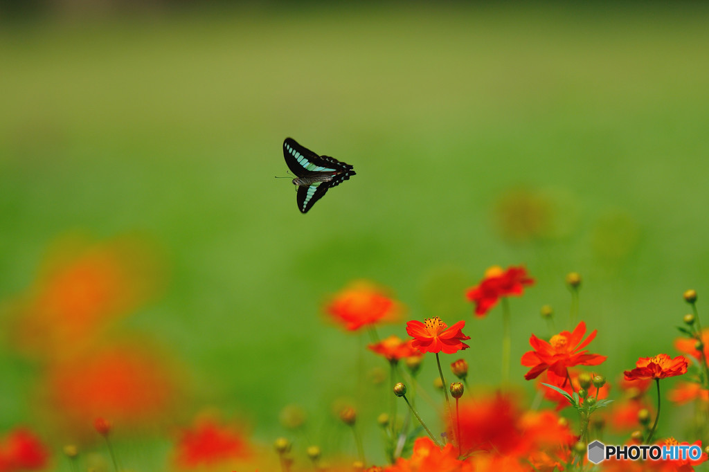 キバナコスモス畑のアオスジアゲハ