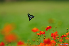 キバナコスモス畑のアオスジアゲハ