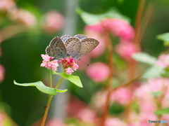 仲良く吸蜜