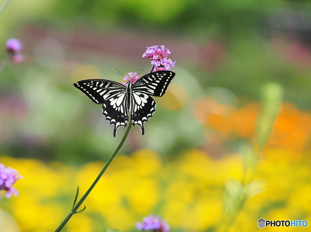 ヤナギハナガサとアゲハチョウ