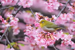 河津桜満開