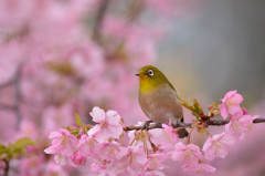 春の足音