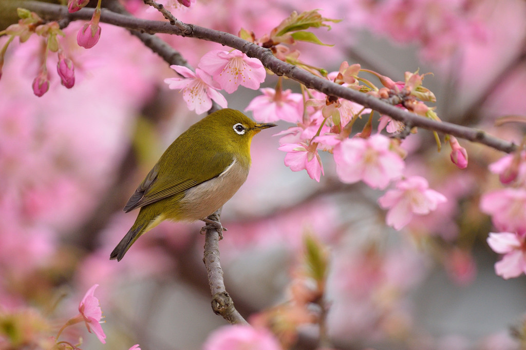 河津桜にメジロ