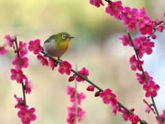 紅梅にメジロ