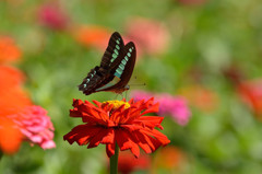 百日草にアオスジアゲハ