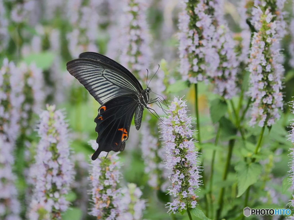 アガスターシェとクロアゲハ