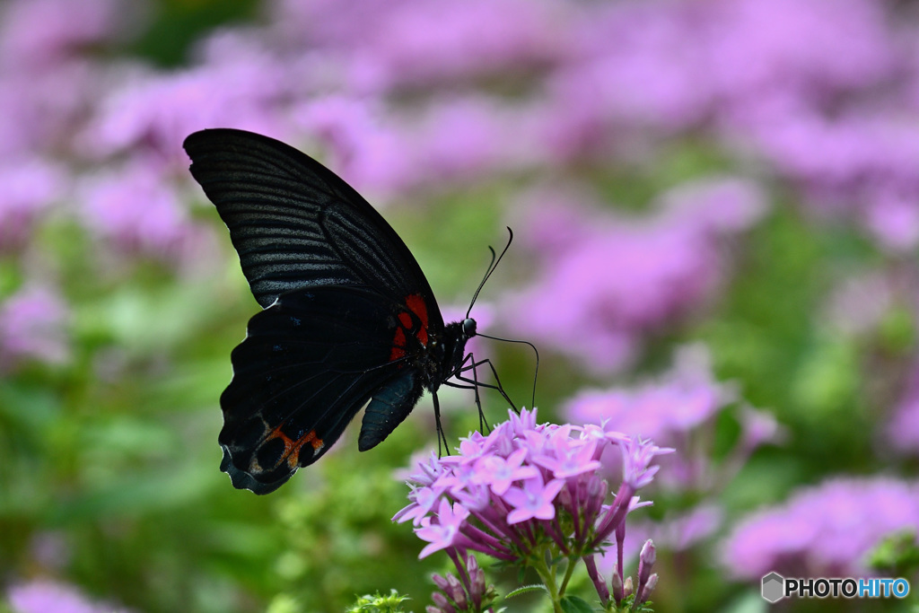 ペンタスとナガサキアゲハ