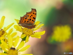 木洩れ日の中で