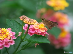 ランタナにイチモンジセセリ