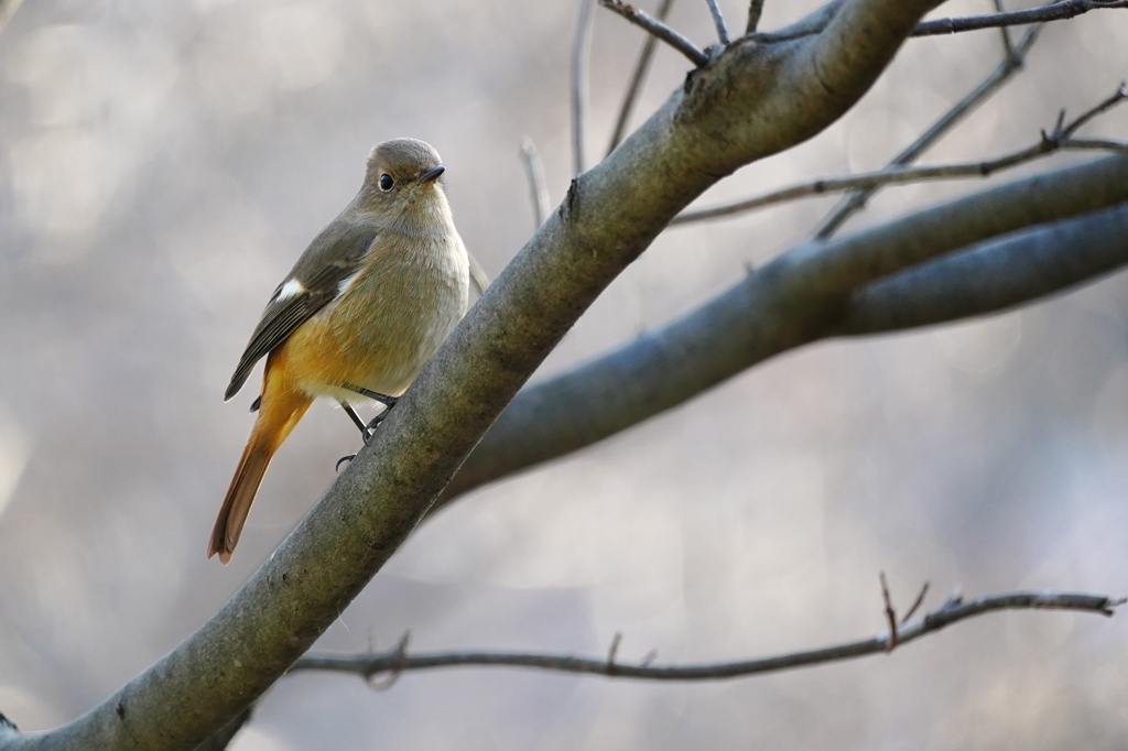 フレンドリーなジョビ子さん