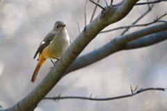 フレンドリーなジョビ子さん