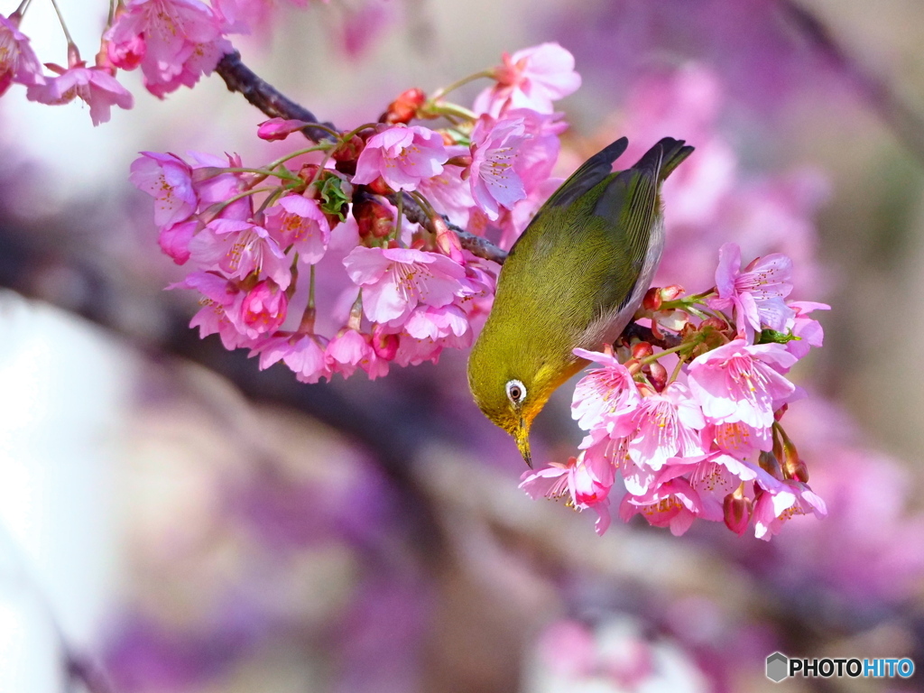 河津桜満開