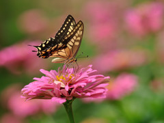 ジニアにキアゲハ