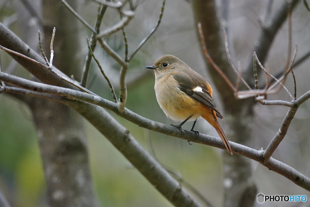 立春のジョビ子さん