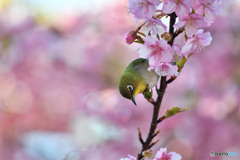 春色