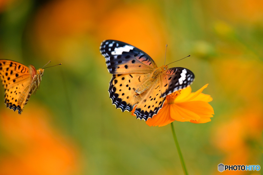 ツマグロヒョウモンの婚活