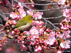 河津桜にメジロ