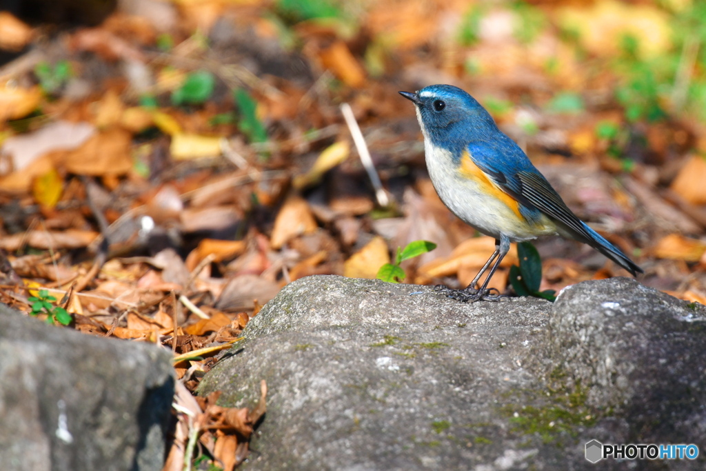 瑠璃色の野鳥
