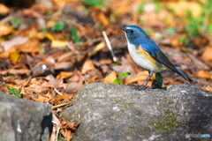 瑠璃色の野鳥