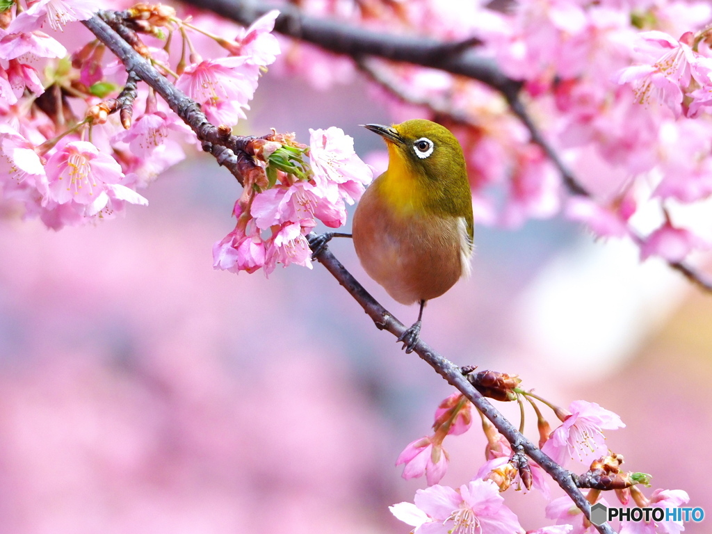 春日和