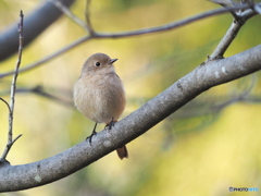 春めく