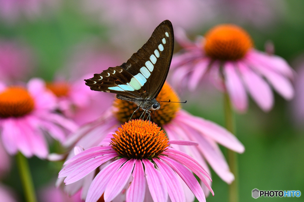 エキナセアとアオスジアゲハ