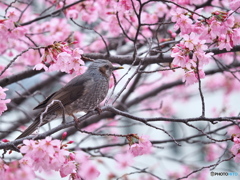 雅桜にヒヨドリ