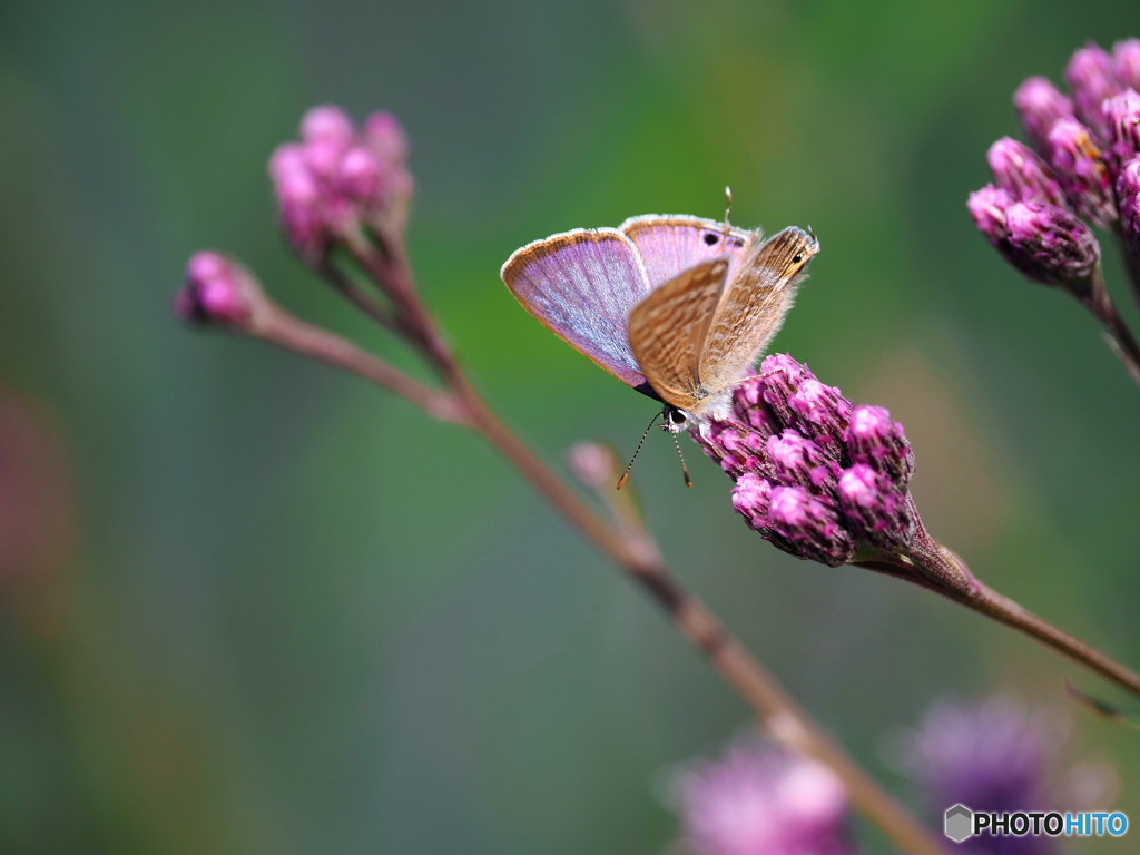 ヒナヒゴタイにウラナミシジミ