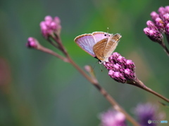 ヒナヒゴタイにウラナミシジミ