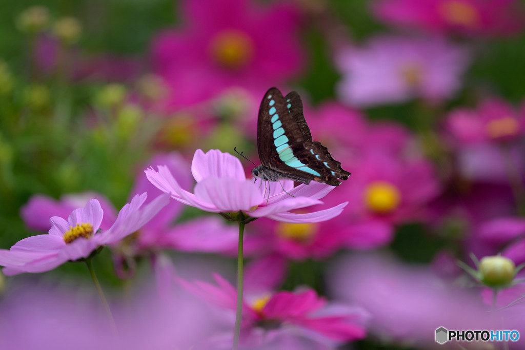 夏の終わりのハーモニー
