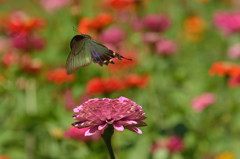 カラスアゲハ舞う