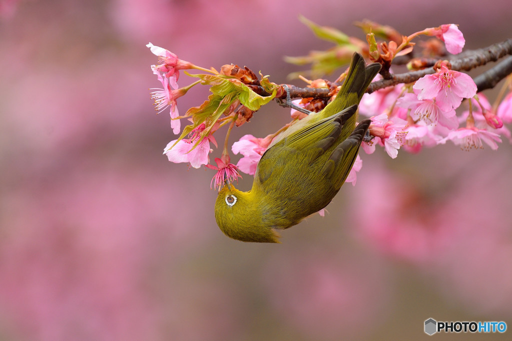 メジロの吸蜜