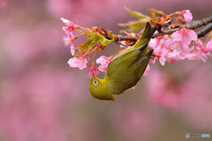 メジロの吸蜜