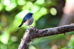 木洩れ日の中で