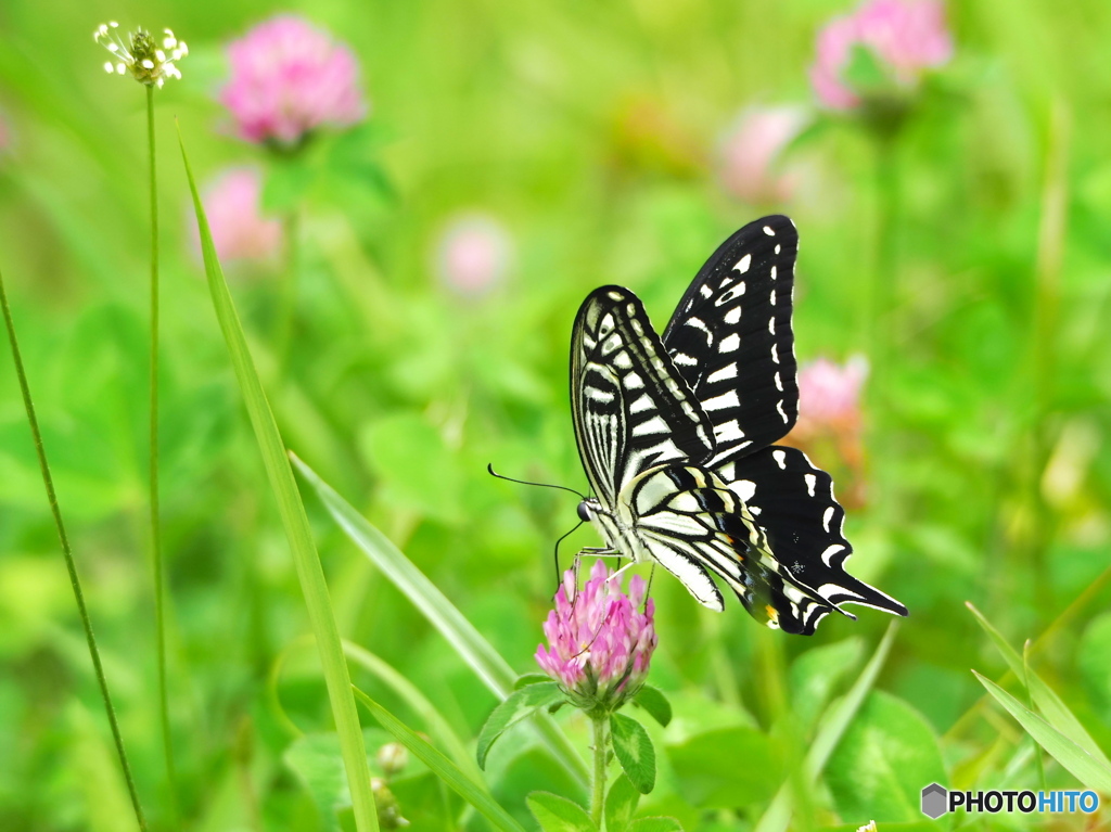 梅雨入りまじか
