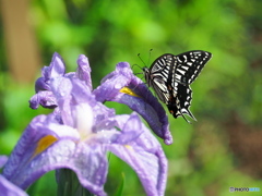 アゲハチョウと花菖蒲