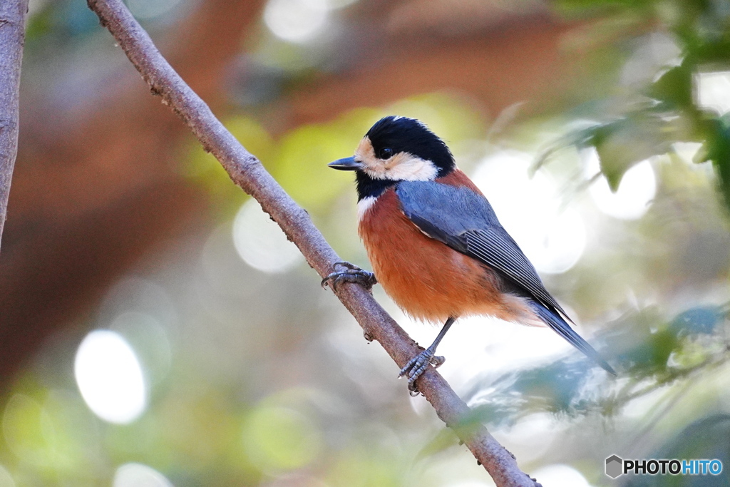 愛しのヤマガラさん