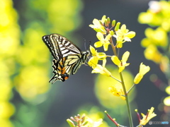 お花畑のアゲハチョウ