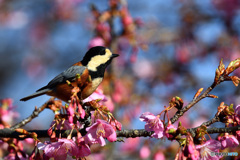 河津桜にヤマガラ