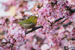 河津桜に