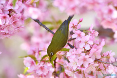 春爛漫