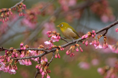 河津桜で