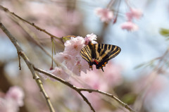 枝垂桜にギフチョウ