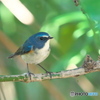 青い鳥