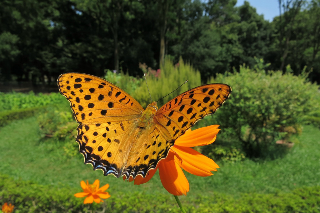 キバナコスモスで