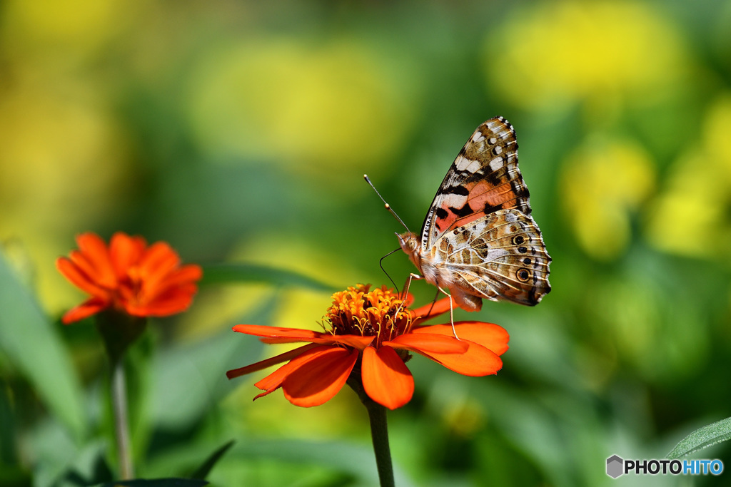 ジニアとヒメアカタテハ