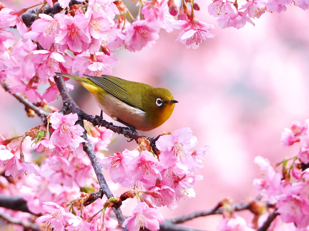 河津桜にメジロ