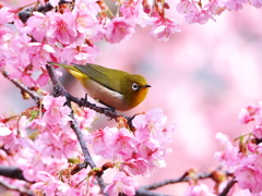 河津桜にメジロ